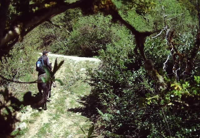 ეროვნული სატყეო სააგენტო - ჭიათურაში სამართალდარღვევის ფაქტი გამოვლინდა