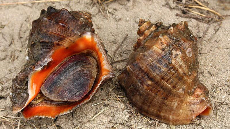 გარემოს ეროვნული სააგენტო გაეროს სურსათისა და სოფლის მეურნეობის ორგანიზაციასთან თანამშრომლობის ფარგლებში, საქართველოს საზღვაო სივრცეში კვლევებს ახორციელებს