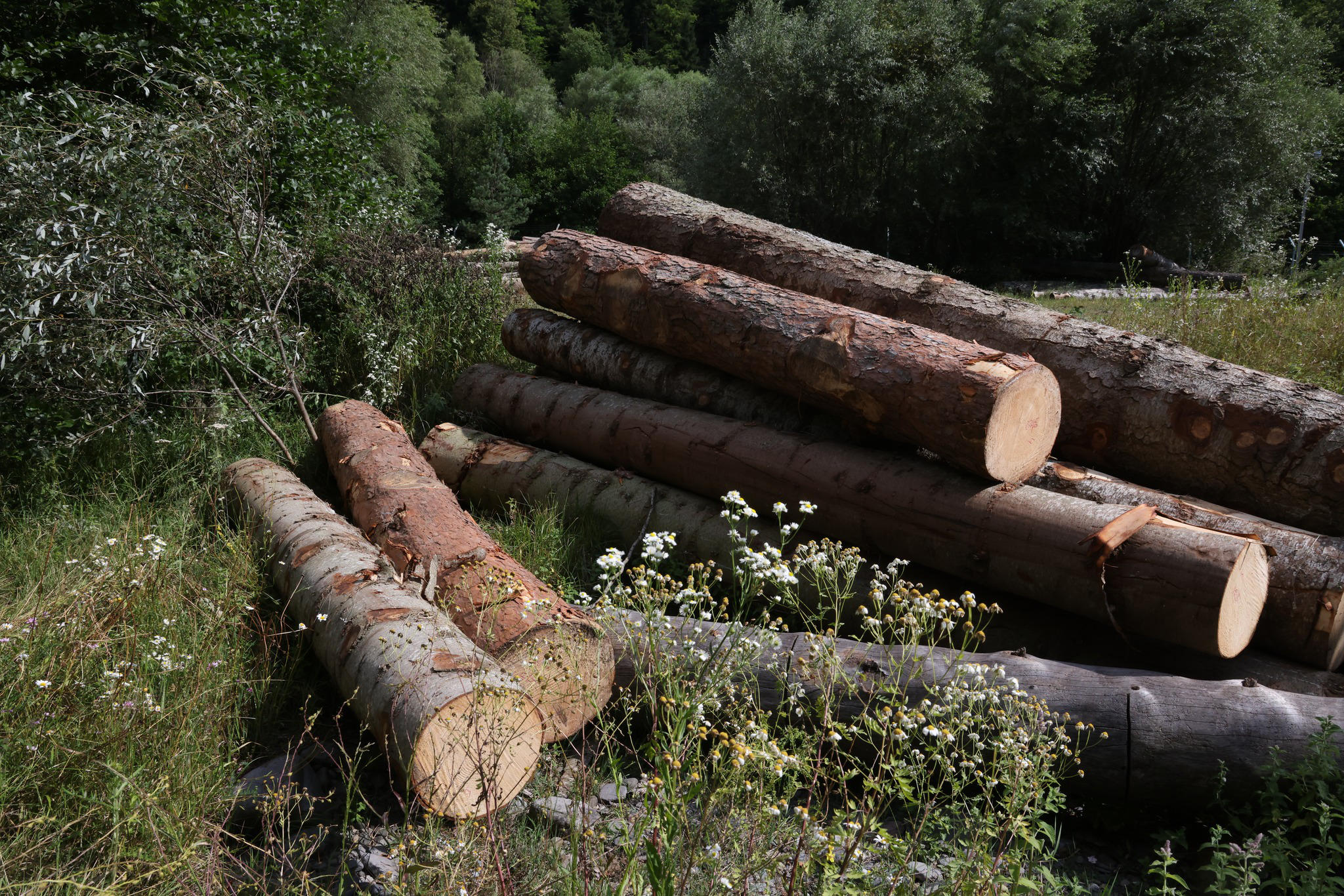 დაბა წაღვერში ხე-ტყის უკანონო ტრანსპორტირების ფაქტი გამოავლინეს