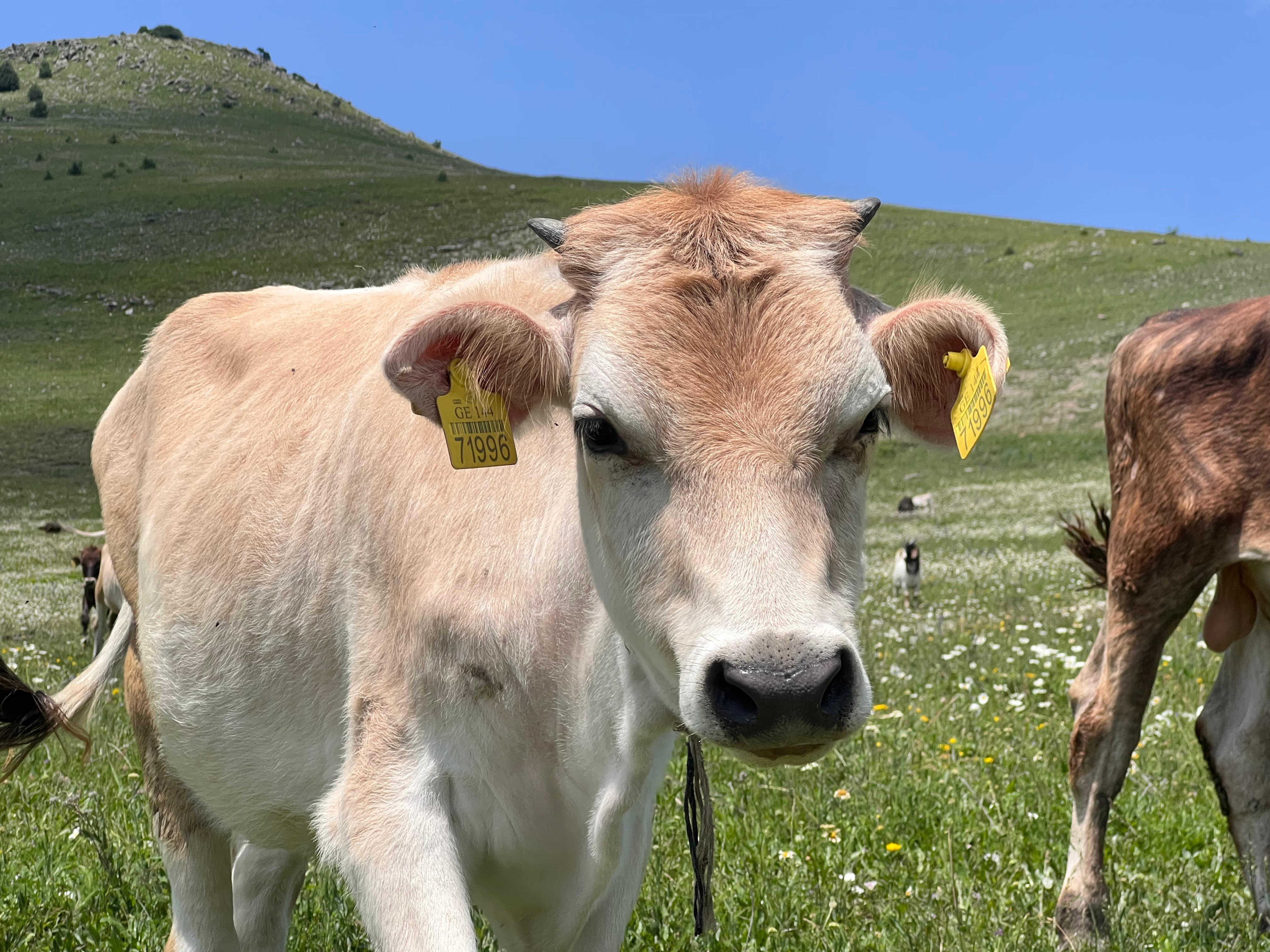 საქართველოში ბრუცელოზის საწინააღმდეგო უფასო ვაქცინაცია მიმდინარეობს