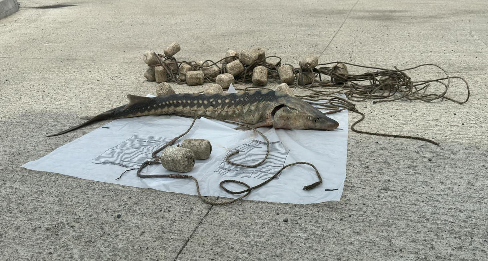 გარემოსდაცვითი ზედამხედველობის დეპარტამენტის თანამშრომლებმა ზუთხის უკანონო მოპოვების ფაქტი გამოავლინეს