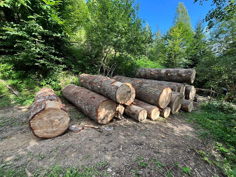 გარემოსდაცვითი ზედამხედველობის დეპარტამენტის თანამშრომლებმა აჭარაში უკანონო სახერხი საამქრო გამოავლინეს