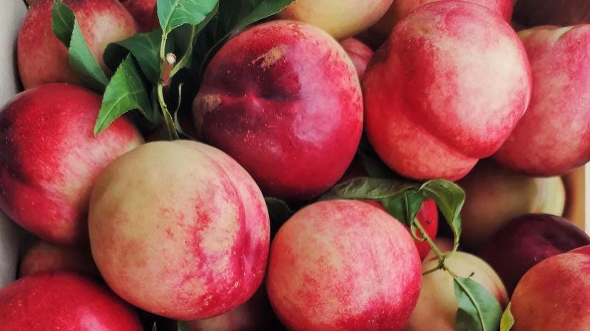 სოფლის მეურნეობის სამინისტრო - ატმისა და ვაშლატამას მოსავლის ექსპორტი მზარდია