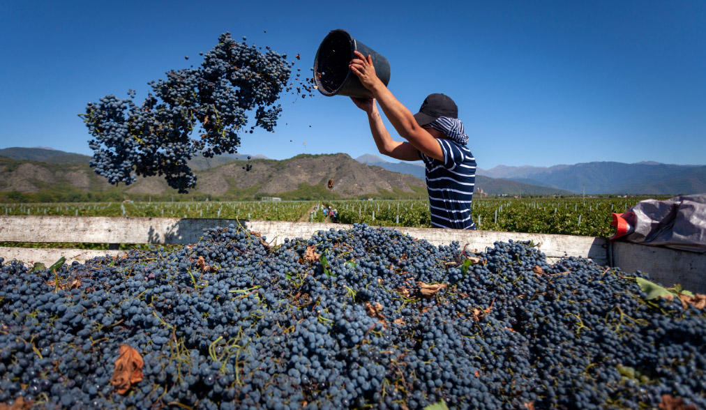 სამინისტრო - კახეთში 111 000 ტონა ყურძენია გადამუშავებული