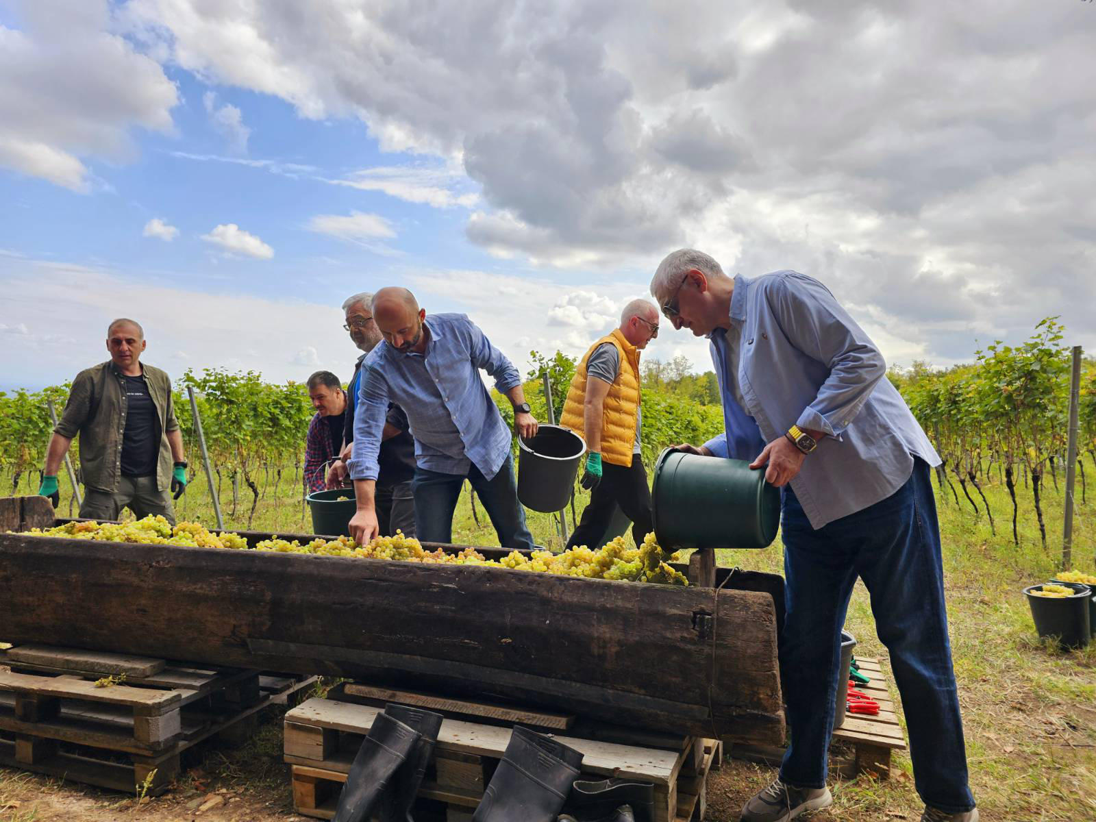 „ძლიერი საქართველოს“ ლიდერები კახეთში რთველში მონაწილეობდნენ