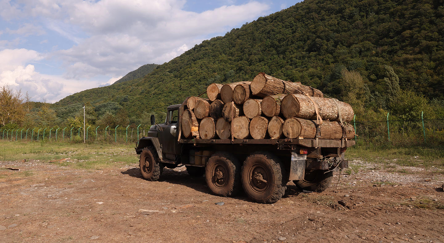 იმერეთში ხე-ტყის უკანონო მოპოვებისა და ტრანსპორტირების ფაქტი გამოვლინდა
