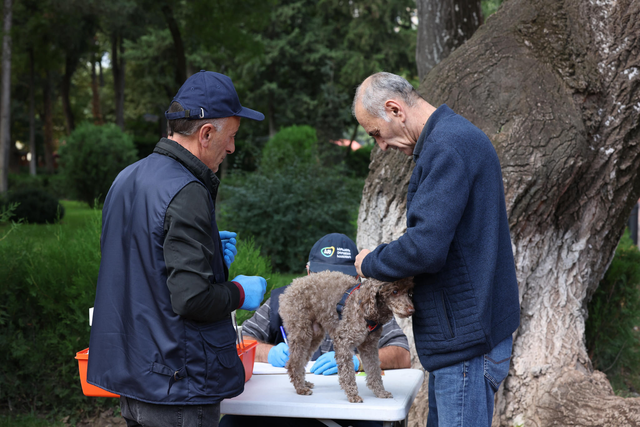ცოფთან ბრძოლის მსოფლიო დღე საქართველოში უფასო ვაქცინაციის კამპანიით აღინიშნა