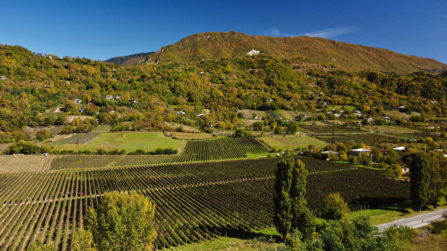ღვინის ეროვნული სააგენტო - დღეის მდგომარეობით, საქართველოში 278 ათას ტონამდე ყურძენია გადამუშავებული