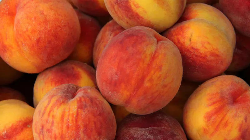 The National Food Agency on the video showing peach dyeing: This is a case of intentional food contamination, which requires immediate response.” The agency has already submitted a written request to the relevant law enforcement authorities