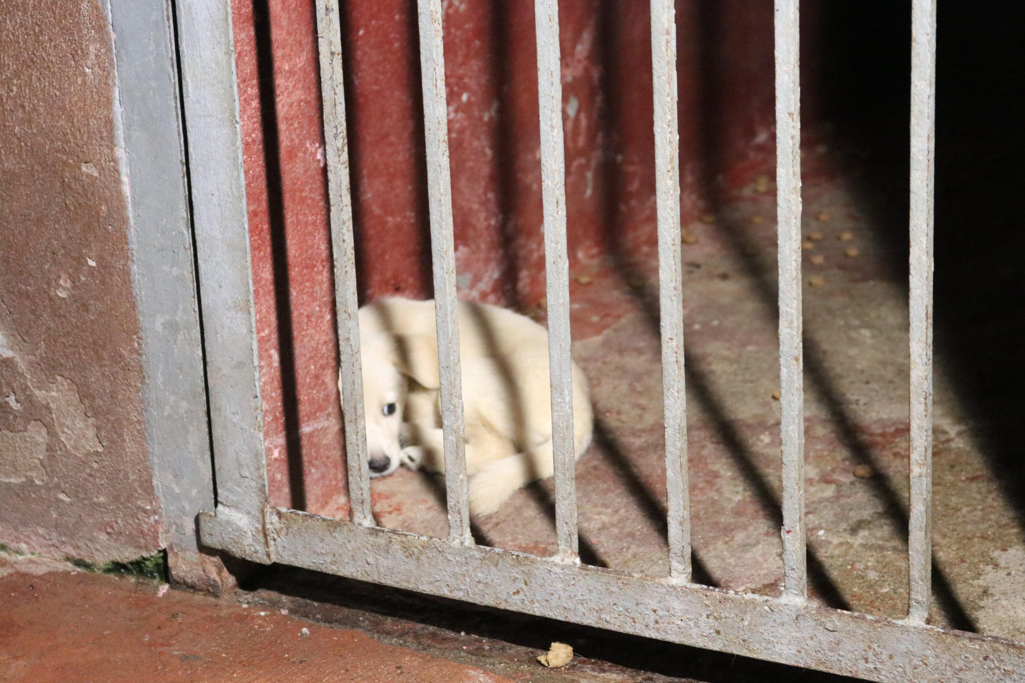 სეს - ოზურგეთის ცხოველთა თავშესაფრის კლინიკას საქმიანობა შეუჩერდა - ამოღებულია ვადაგასული პრეპარატები და გამოსაყენებლად უვარგისი ცოფის ვაქცინები, არ ხდებოდა ავადმყოფი და ჯანმრთელი ცხოველების ერთმანეთისგან იზოლირება