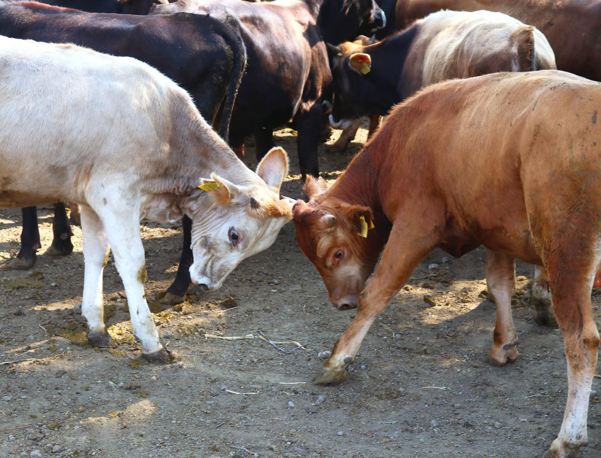 სურსათის ეროვნული სააგენტო - ჯილეხით მკვდარი ცხოველის მეპატრონემ სახელმწიფოსგან კომპენსაცია პირველად მიიღო