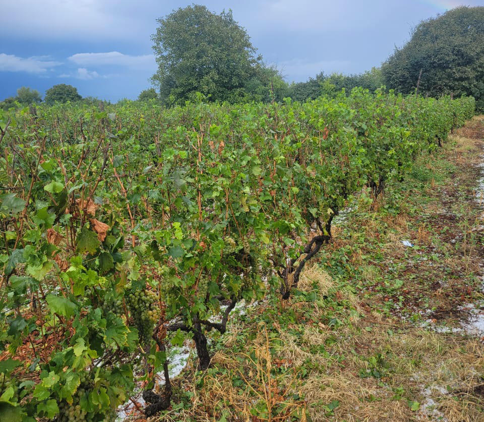კახეთში უამინდობამ პრობლემები შექმნა - სეტყვამ თელავის მუნიციპალიტეტის სოფლები დააზარალა