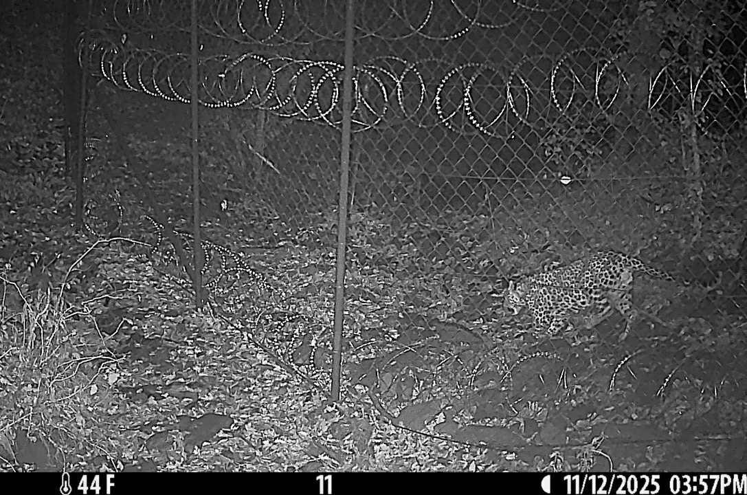 ბოლო 20 წელში მესამედ, ფოტოხაფანგმა საქართველოში ლეოპარდი დააფიქსირა