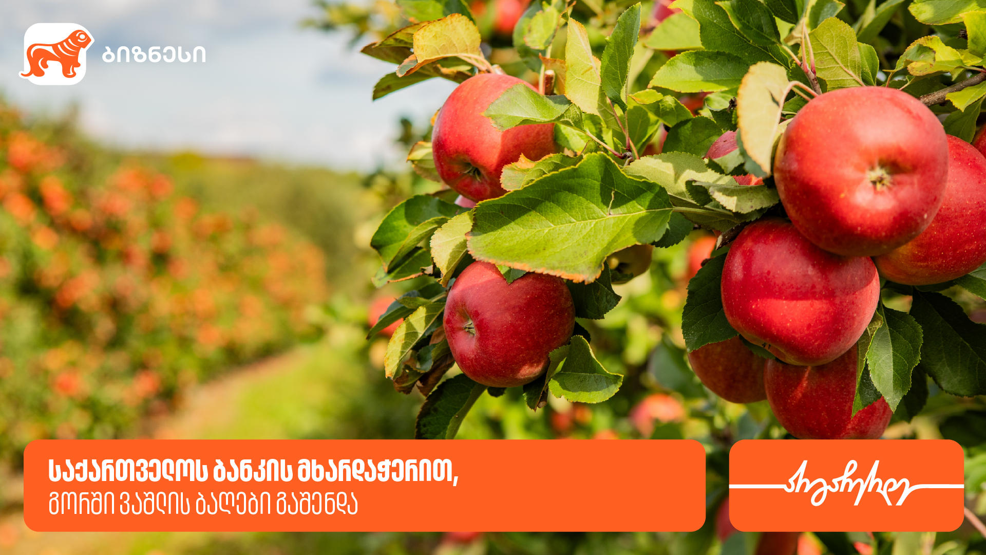 „ვაშლის აგრობაღებმა“ გორში 47ჰა-ზე ბაღები გააშენა - მხარდამჭერი „საქართველოს ბანკია“