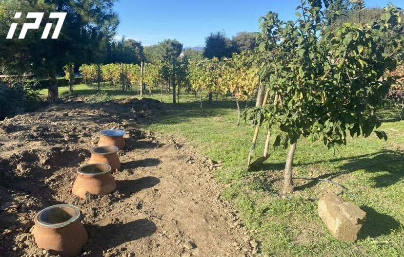 სამების ტაძრის ვენახში პირველი რთველი ჩატარდა