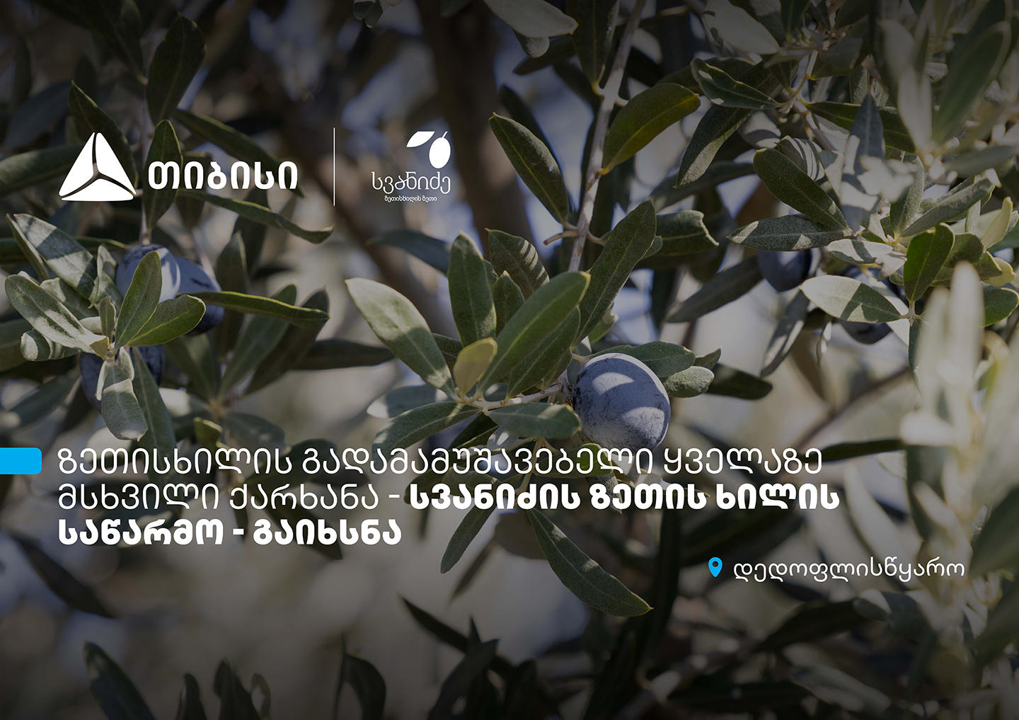 თიბისის მხარდაჭერით, დედოფლისწყაროში „სვანიძის ზეთისხილის“ საწარმო გაიხსნა