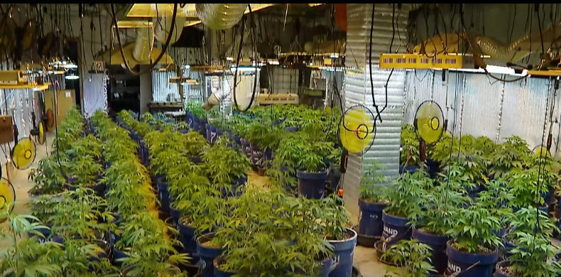 შსს - პოლიციამ 283 ძირი „კანაფი“ და 3 კილოგრამამდე „მარიხუანა“ ამოიღო - დაკავებულია პირი, რომელსაც მიწის სიღრმეში მოწყობილი ჰქონდა სპეციალური სათბური