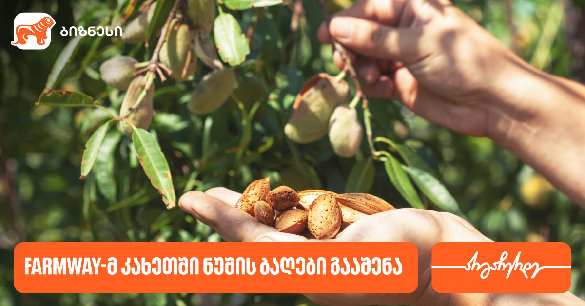 კომპანია Farmway-მ კახეთში ნუშის ბაღები გააშენა - მხარდამჭერი საქართველოს ბანკია