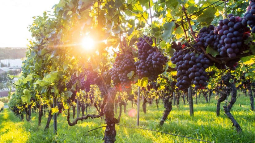 კანონში დაგეგმილი ცვლილებებით, ვენახის სამეწარმეო მიზნით გაშენებას თანხმობა დასჭირდება