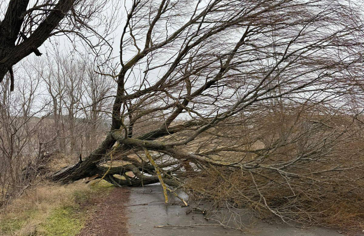 ხაშურის მერია - ძლიერი ქარის შედეგად, დაზიანდა საცხოვრებელი სახლების სახურავები, მწყობრიდან გამოვიდა ელექტროგადამცემი ხაზები და წაიქცა ხეები
