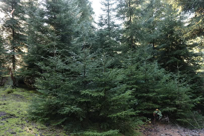 სამინისტრო - ახალი წლის მოახლოებასთან დაკავშირებით ნაძვის მოჭრაზე კანონმდებლობა მკაცრდება