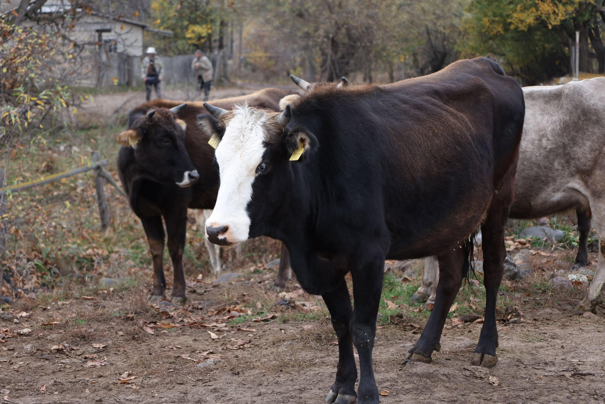 ცოფით მსხვილფეხა და წვრილფეხა ცხოველის სიკვდილის შემთხვევაში, მეპატრონე კომპენსაციას მიიღებს