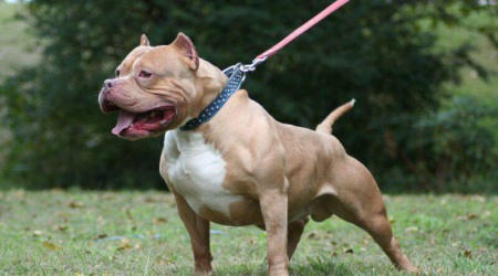 ძაღლების რამდენიმე ჯიშის მოშენებაზე მორატორიუმი ცხადდება