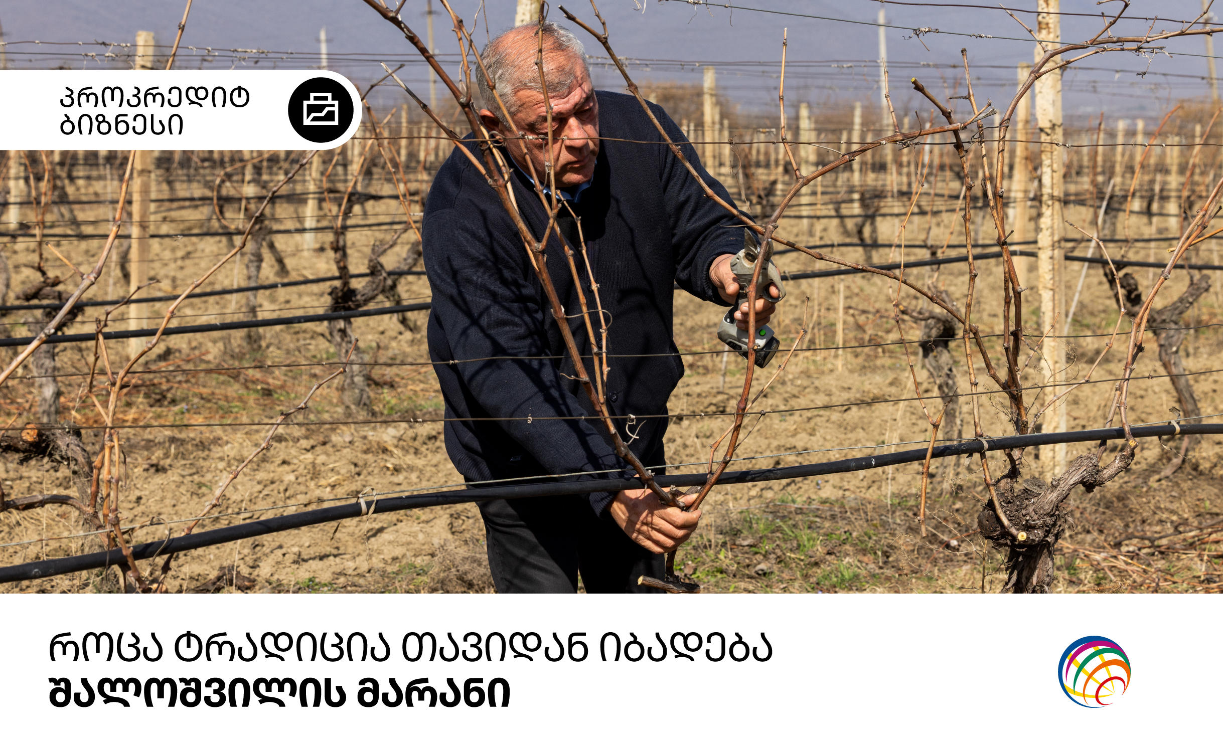 როცა ტრადიცია თავიდან იბადება - შალოშვილის მარანი