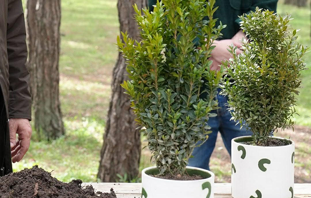 ბზის მოჭრაზე კონტროლი მკაცრდება