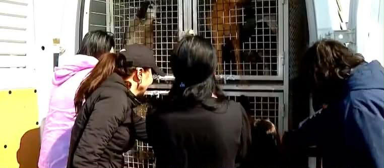 გორში, ძაღლების თავშესაფართან მიუსაფარი ცხოველების დასაცავად საპროტესტო აქცია გაიმართება