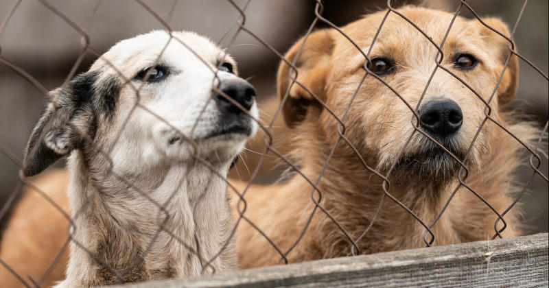 სურსათის ეროვნული სააგენტო - სიმართლეს არ შეესაბამება გავრცელებული ინფორმაცია, თითქოს სააგენტოს მიუსაფარი ძაღლები „დასაძინებლად“ მიჰყავს