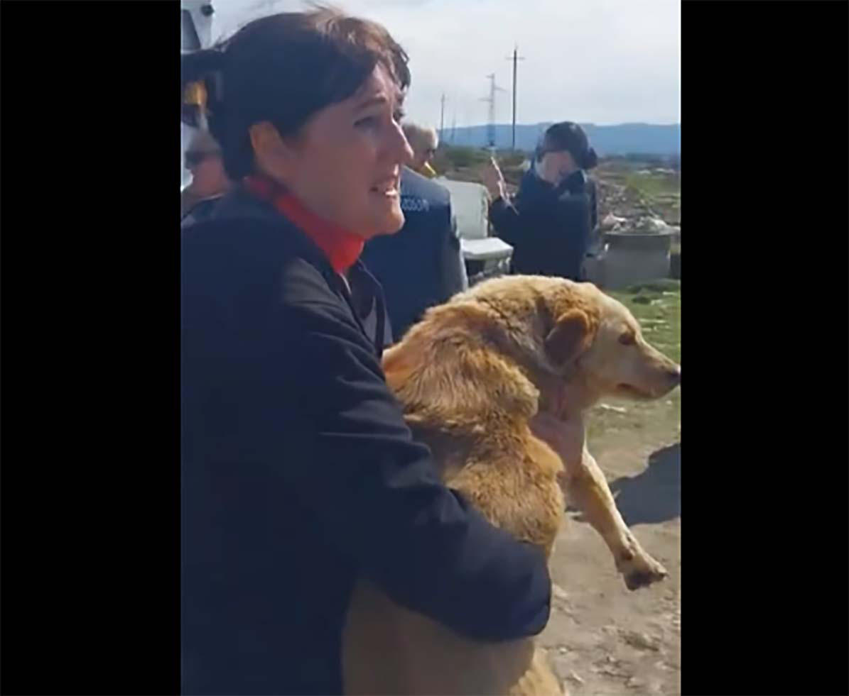 სურსათის ეროვნული სააგენტო - ზუგდიდიდან ქუთაისის მუნიციპალურ თავშესაფარში გადაყვანილი 57 ძაღლიდან 28, შესაბამისი პროცედურების შემდეგ გარემოში დააბრუნეს, 29 ძაღლი კი ეტაპობრივად დაუბრუნდება გარემოს