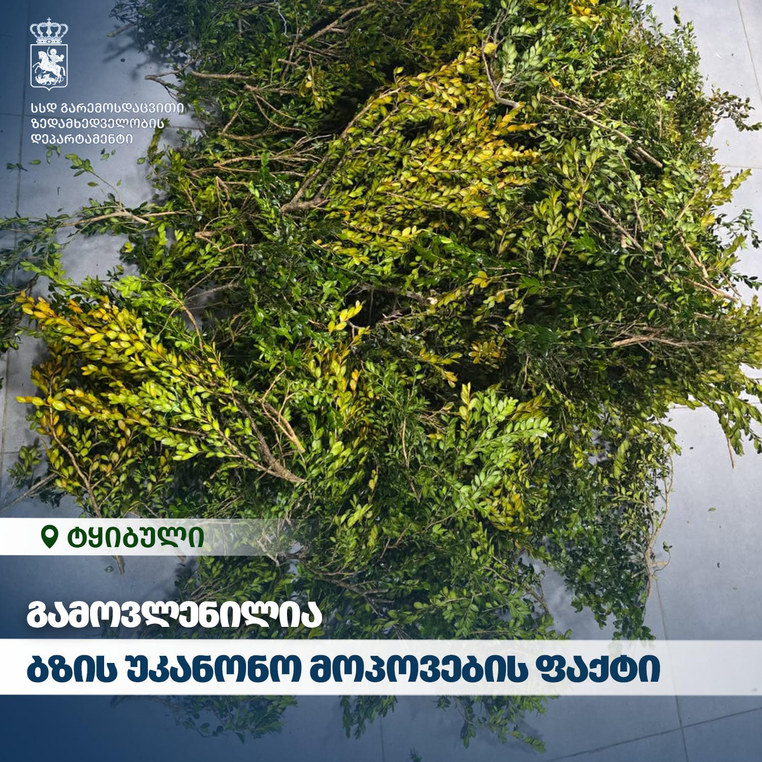 ტყიბულში ბზის უკანონო მოპოვების ფაქტი გამოვლინდა