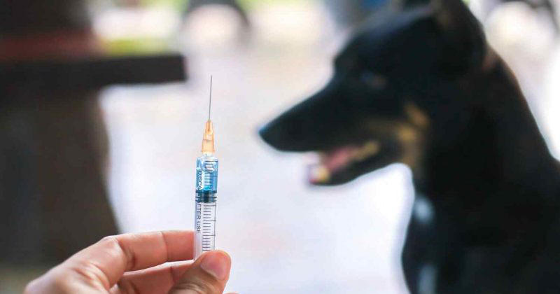 წალკის მერის ინფორმაციით, წალკაში, სადაც ცოფის შემთხვევა დადასტურდა და 1-თვიანი კარანტინი გამოცხადდა, აიცრა 2000 მსხვილფეხა ჩლიქოსანი, 18 წვრილფეხა, 185 ძაღლი და 75 კატა