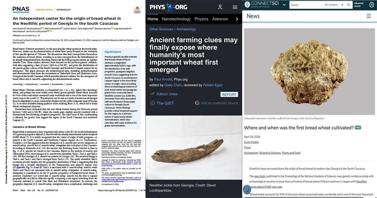 ეროვნულ მუზეუმში საქართველოს ტერიტორიაზე პურის ხორბლის წარმოშობის უძველესი კერის დამადასტურებელი უახლესი სამეცნიერო კვლევის შედეგების პრეზენტაცია გაიმართება